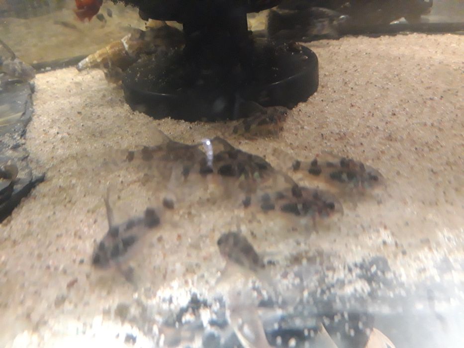 Dorsły Kirys pstry, kiryski  welonowe i zwykłe corydoras paletaus żag