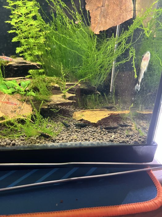 Camaroes caridina Black king kong extrem