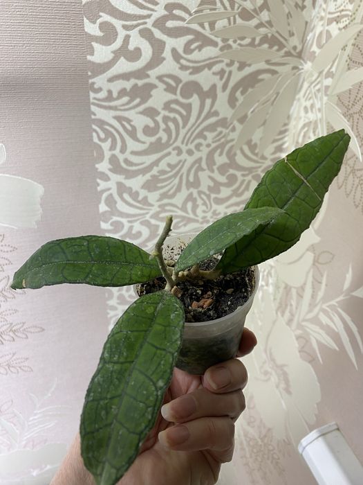 Хойї підрощені сорта різні