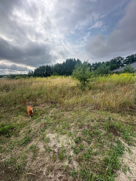Działka budowlana Brzezie k. Sulechowa - Widok 2
