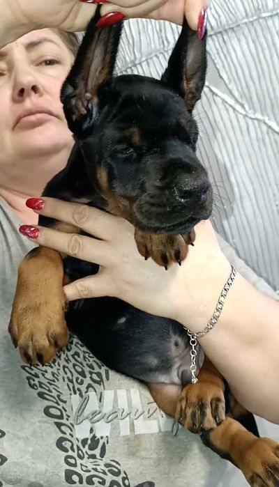 Цуценя , щенок добермана .від здорових батьків. Доставка, супровід.,