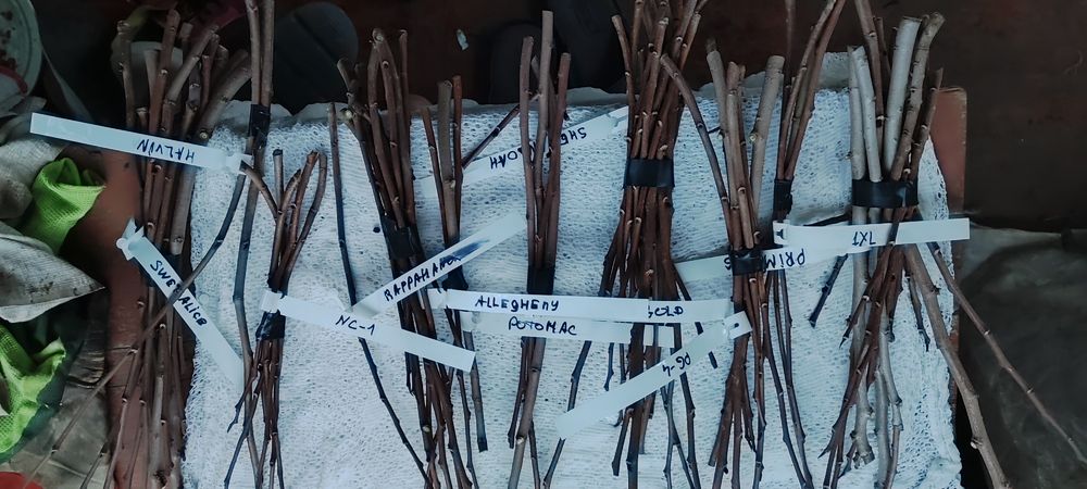 Азиміна живці для прививання