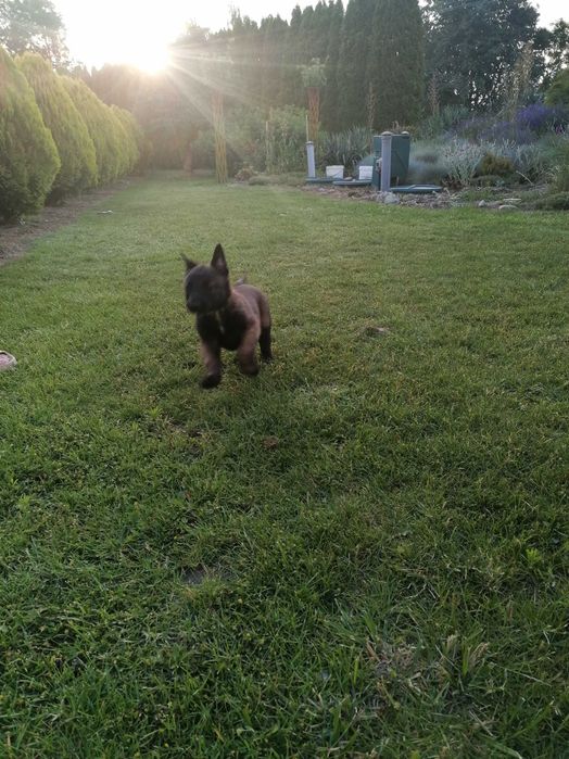 Малінуа щенята готові до переїзду! Бельгійська вівчарка!