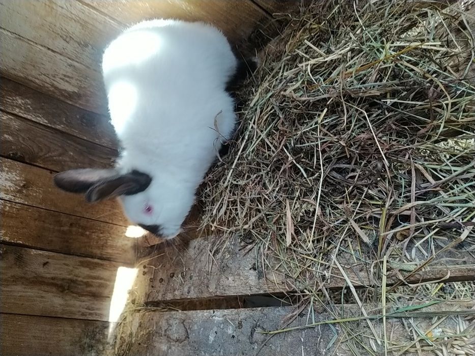 Продаж  кролів  Каліфорнія  самці та самки