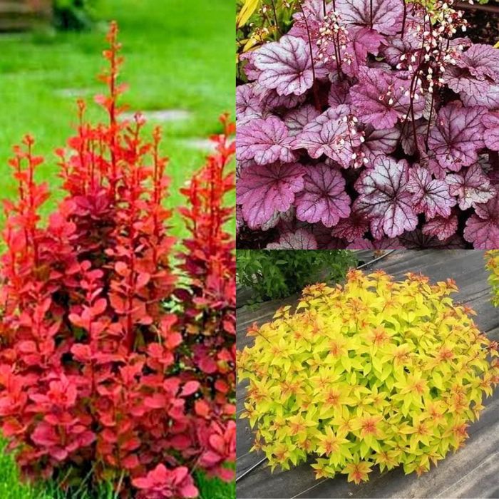 Набір барбарис гейхера спірея