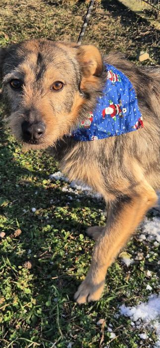 Wesoły roczny psiak do adopcji