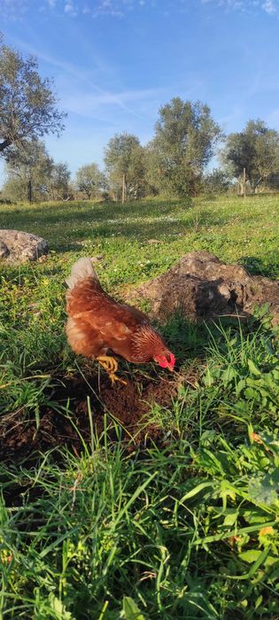 Ovos frescos do campo L - (Entregas)