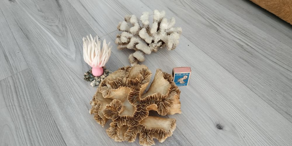 Псевдоморе  Аквариумистика