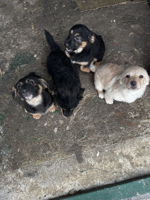 Цуценята будуть невеличкі