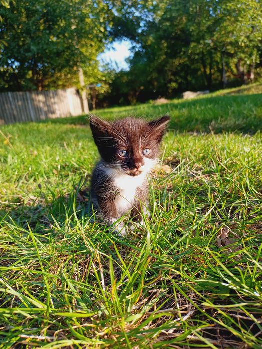 Котята ,котики,котенки