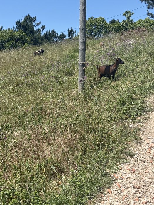 Cabras de raça anas