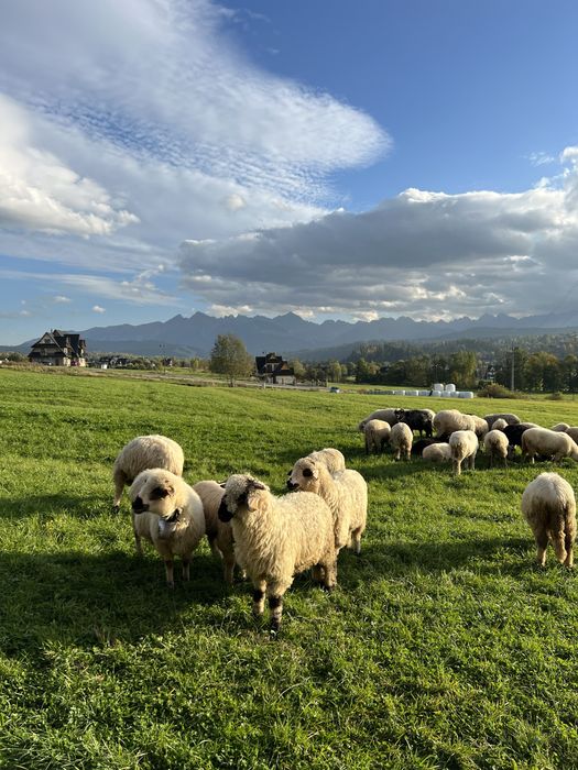 Domki z widokiem na Tatry! Balia! Sauna!Panienski/Kawalerski!