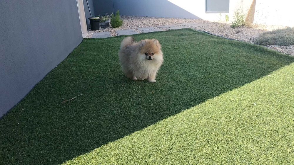 Lulu da Pomerânia macho com LOP (Pedigree) e Afixo