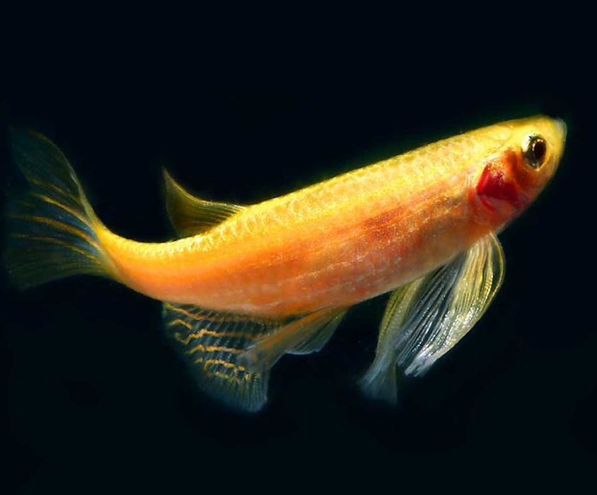 Danio pręgowany odmiana GOLD - Brachydanio zebra - Pręgowane - dowóz