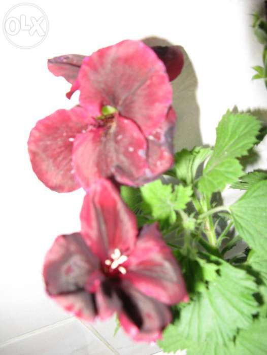 Мушкательки(пеларгонії) (червоні 3 відтінки,рожева,біла)