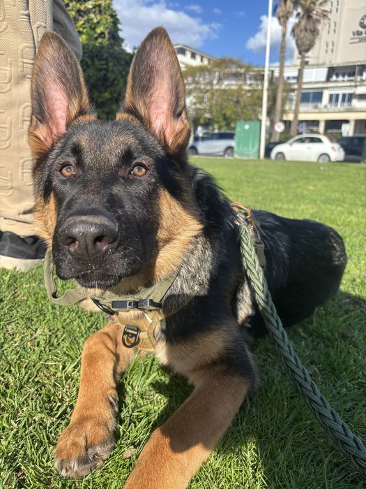 Pasto alemao, 10 meses
