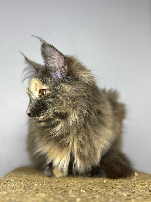 Мэйн-кун девочка черепаховое окраска • документы WCF