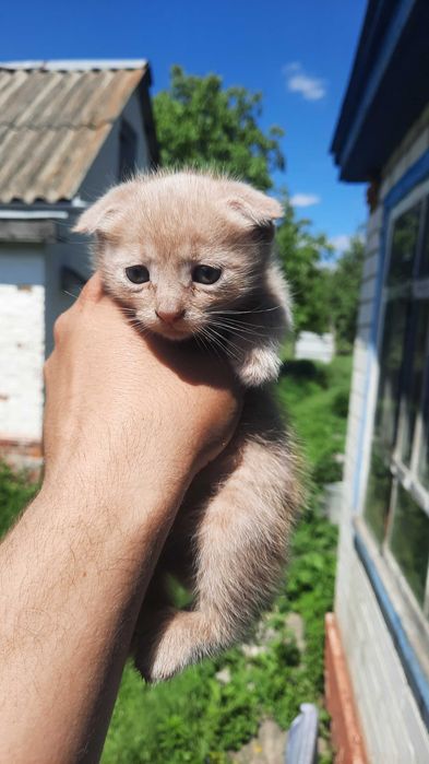 Відам котиків безкоштовно