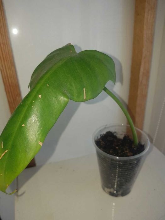 Філодендрон Лайм Фідл варієгатний