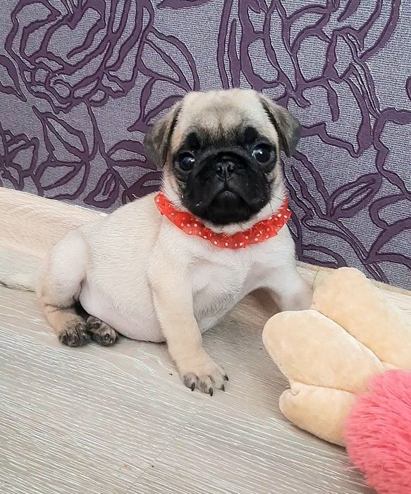 Игривые мальчики и девочки