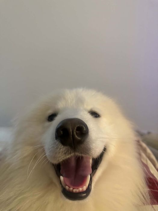 Samoyed.