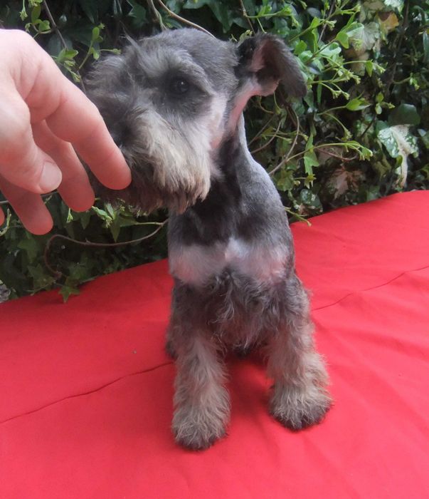 cachorro schnauzer miniatura sal e pimenta