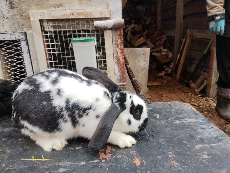 sprzedam króliki samiec i samiczki