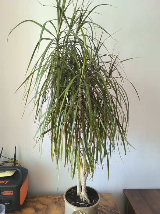 Драцена доросла з горщиком