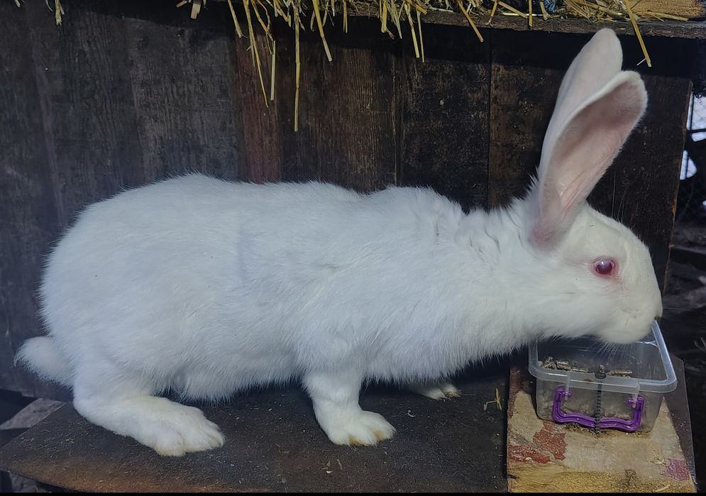 Продам кролів бельгійського велетня