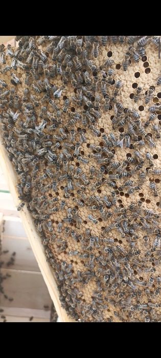 Продам бджолопакети