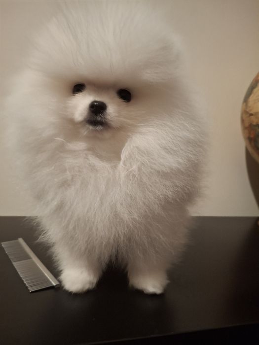 Spitz Alemão Anão Macho Branco (Lulu da Pomerânia mini)