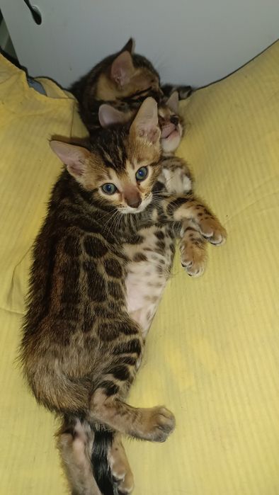 Кошечки бенгалы, бенгал