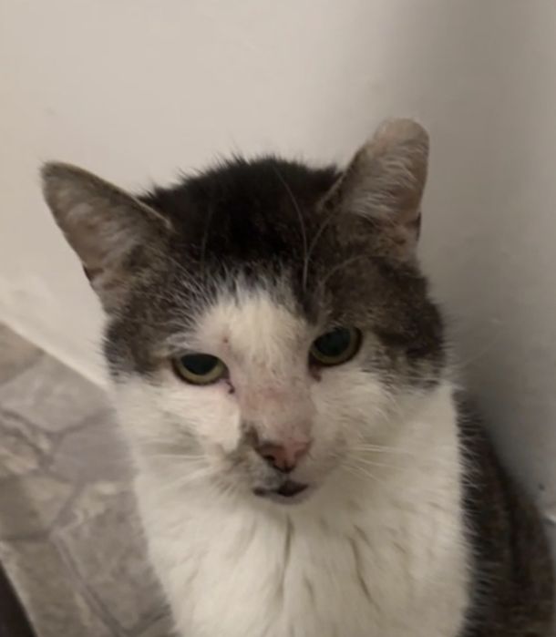 SPAJDEREK – kot, o którego nikt nie pyta