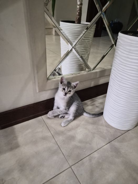 Хочу віддати у добрі руки  ДВОХ КОШЕНЯТ
