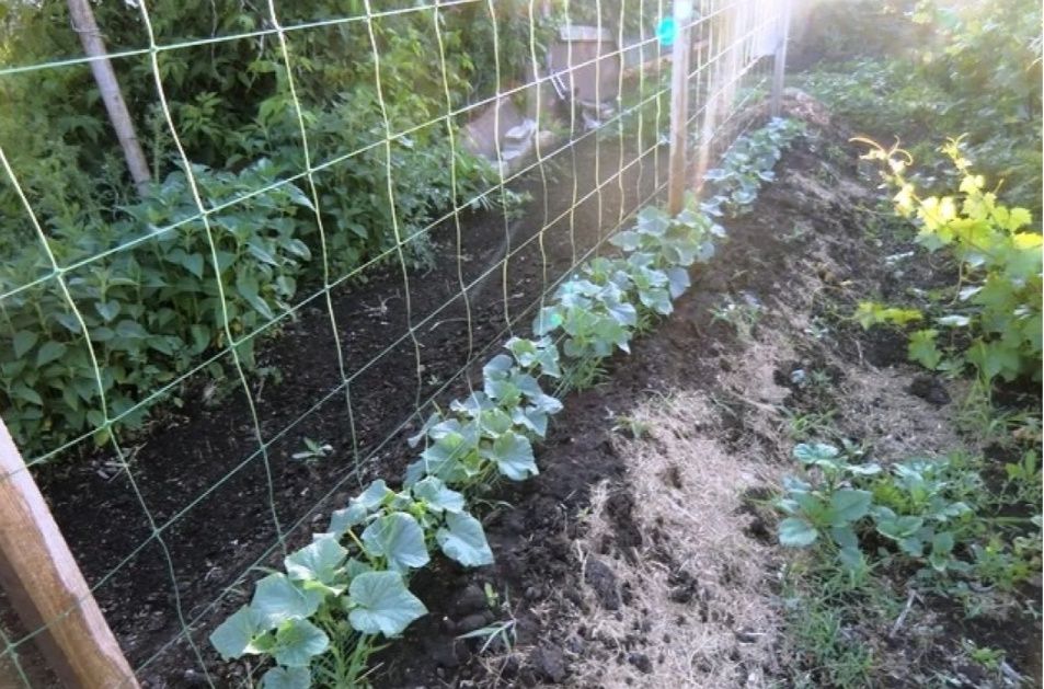 Сiтка шпалерна (огiркова) 1,7*500м. (від 10 рулонів знижка)