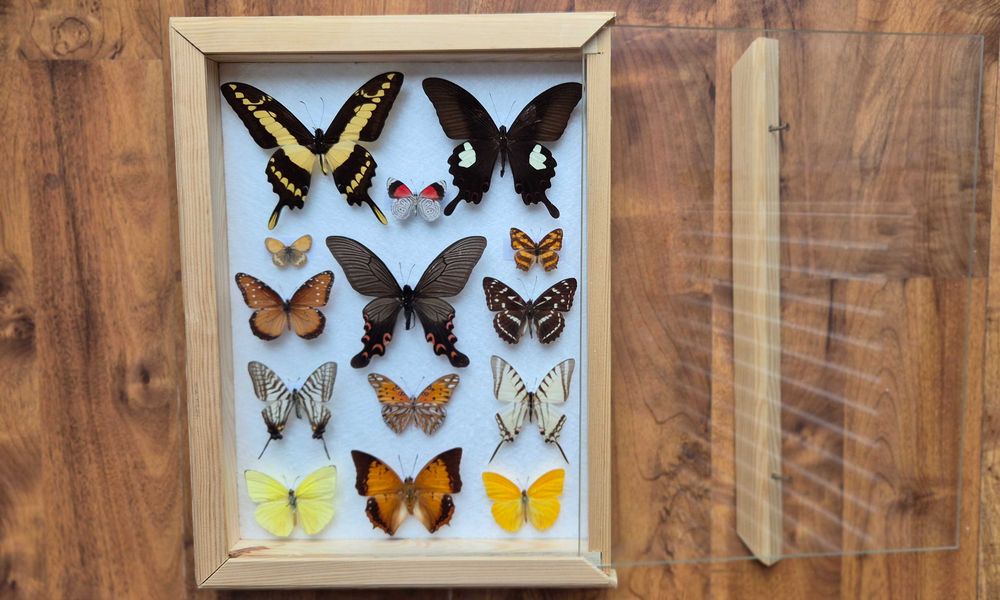 Gablotka motyle Agehana elwesi Papilio Diaethria i inne na ścianę