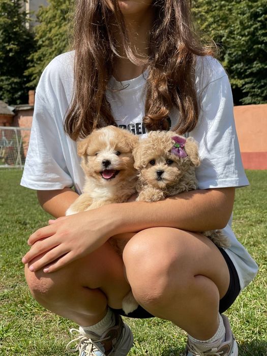 Хлопчик Мальтіпу цуценята – маленькі елітні пухнастики.  Мальт