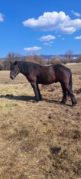 Ogier sztumski dwa lata