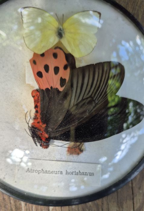 Motyl w gablocie