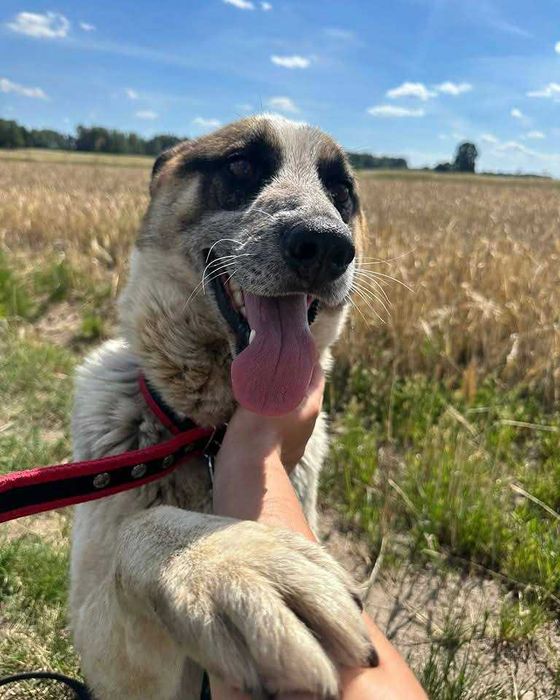 Ok. 3 letni pies Venom, łagodny w stosunku do dorosłych i dzieci