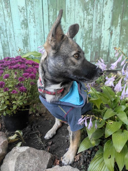 Отдам в добрые руки небольшую собачку