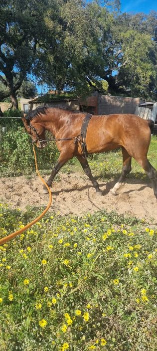 Vendo ou troco Cavalo raça espanhol puro