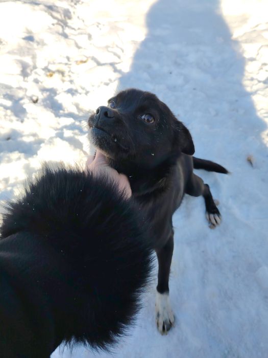 Oddam małą sunie ze względu na moją obecną sytuację.