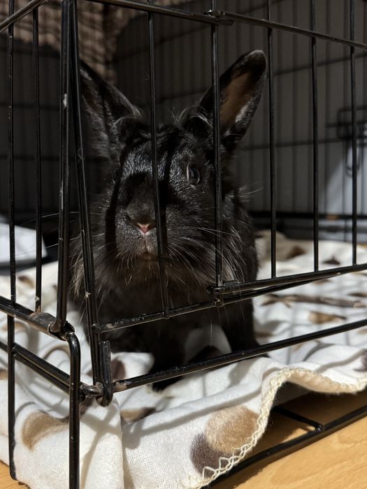 Królik do adopcji