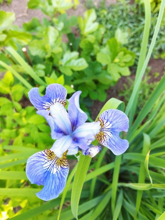Высокорослые ирисы
