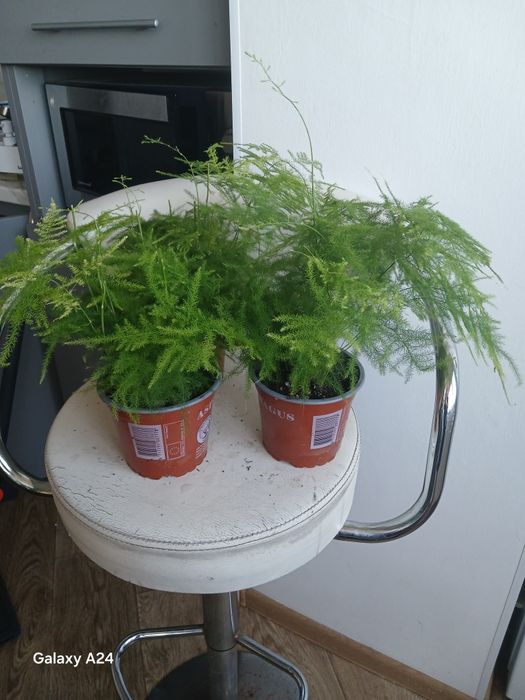 Цикламен  цибуля,фікус,аспарагус,афеландра,манкі