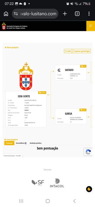 Poldro  PSL ,muito bem ensinado,calmo ideal para cavalo de campo e dressage