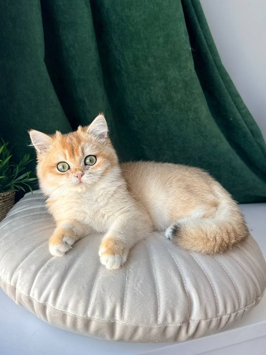 Роскошный британский котенок золотая шиншилла