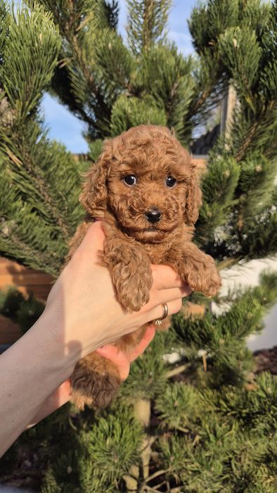 Хлопчик пудель, тато Китай. Red brown