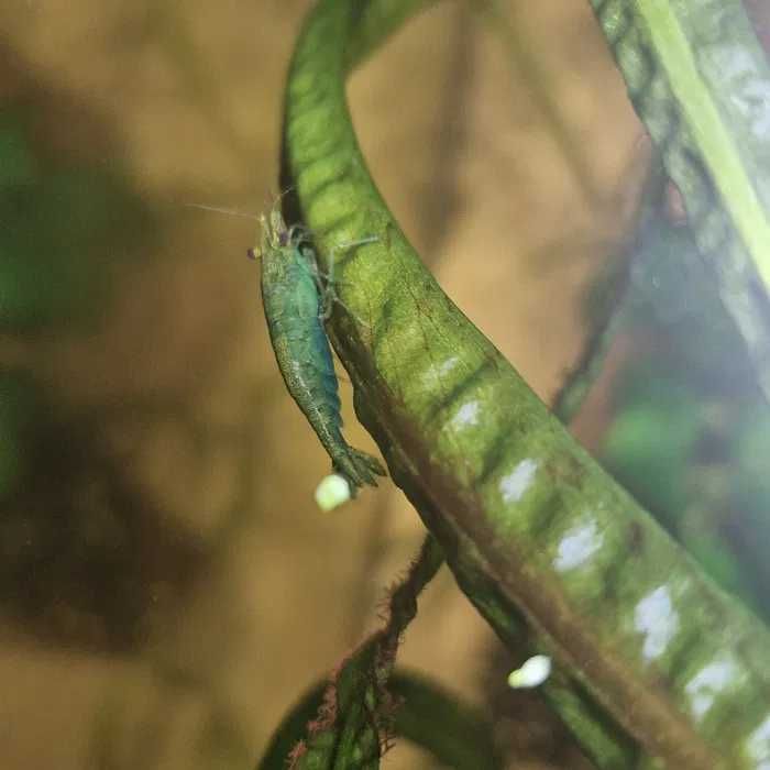 Camarões Neocaridinas - Envio